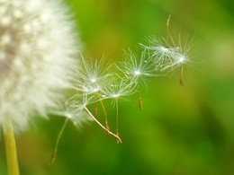 Fly away ... / ***