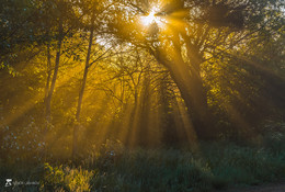 Im Wald in der Dämmerung / ***