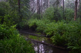 Im Wald / ***