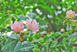 Im Park. / ***