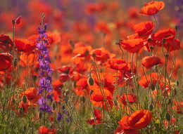 Mohn / ***