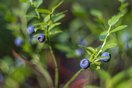 Blaubeeren / ***