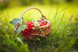 Duft des Sommers / ............................