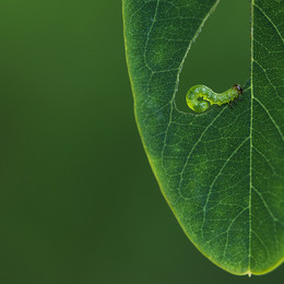 Green Green / Green Green