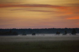Nebliger Morgen / ***