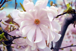 Magnolienbaum / ***