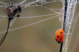 In Gefangenschaft / ***
