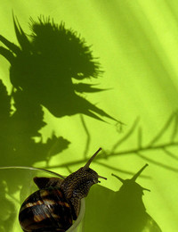Schatten / ***