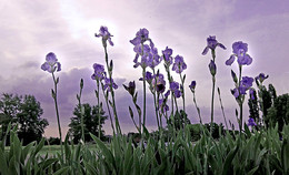 Gladiolen / ***