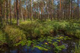 Im Wald / ***