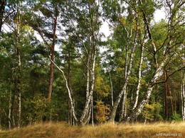 Wald / ***