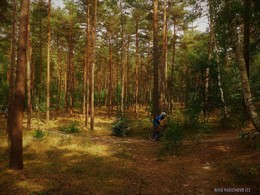 Im Wald / ***