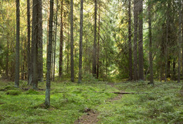 Im Wald / ***