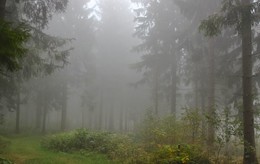 Misty forest / ***