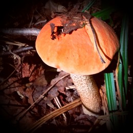 Orange-Schutzkappe Boletus / ***