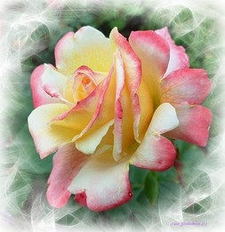 Rose / ***