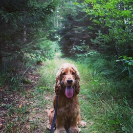 Im Wald / ***