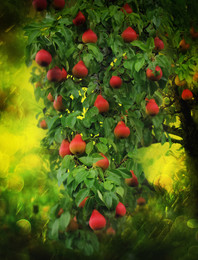 red pears branch / red pears branch, autumn haevest