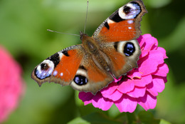 Schmetterling / ***