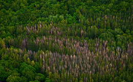 Holz ... / ***