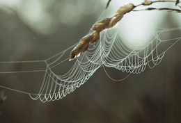 Herbstmorgen ... / ***