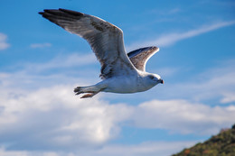SEAGULL / ***