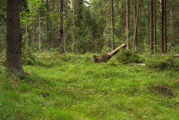 Evening forest / ***