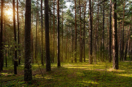 Morgen in einem Kiefernwald / ***