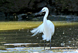 Silberreiher / ***