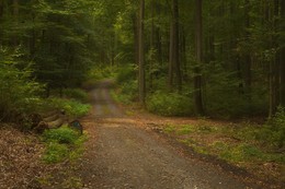 Im Herbst Wald / ***