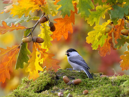 Herbst-Skizzen / ***