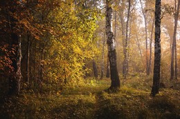 Herbstwald / ***
