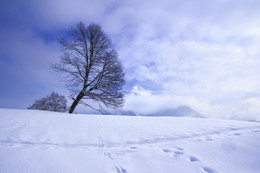 Winter / ***