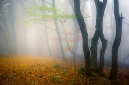 Herbst kommt / ***