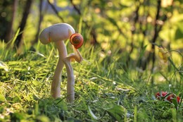 auf der sonnigen Wiese / ***