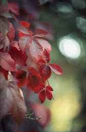  / Helios 40-2