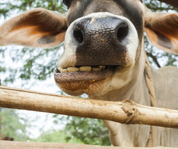 cow in farm / ***