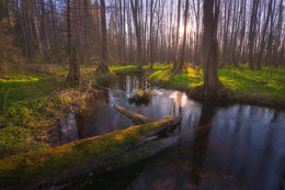 Im Frühjahr Wald / ***