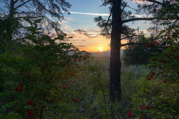 Kommend aus dem Wald ... / ...