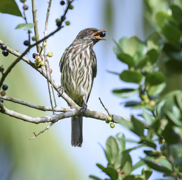 Palmchat / ***