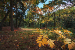 Mysterious Forest / ***