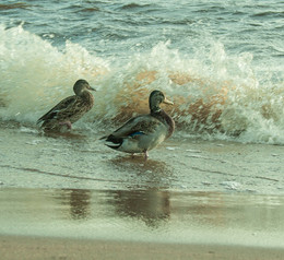 am Meer / ---