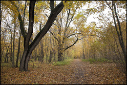 in den herbstlichen Wald / ***
