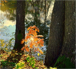Herbst / ***
