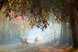 Herbstabend / ***