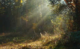 Herbst / ***