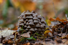 Der Geruch des Herbstes / .....
