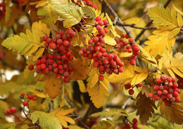 Der Geruch des Herbstes / ***