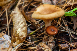 Der Geruch des Herbstes / ***