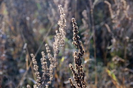 Der Geruch des Herbstes / ***